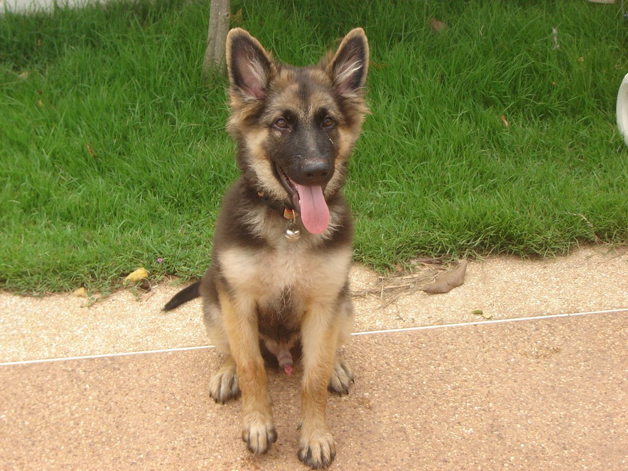 Batman mon berger allemand 3 mois. Le blog de TITIUDON