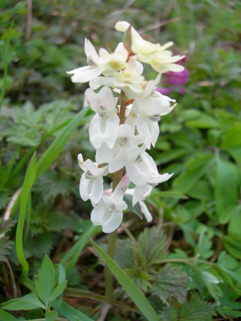 Fleurs blanches (Forêts, sous-bois & lisières) - Le blog d'eustache