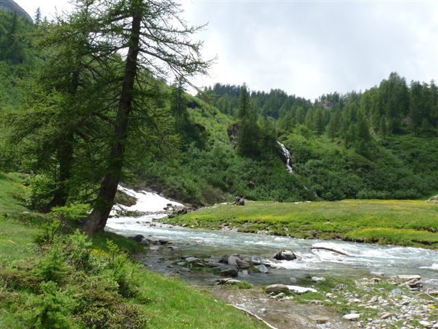 La Cortuse de Matthiole Cortusa matthioli L. - LE BLOG DU GROUPE NATURE ...