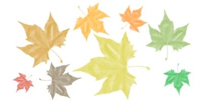 feuilles-automne.jpg