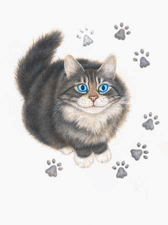 catpat.gif