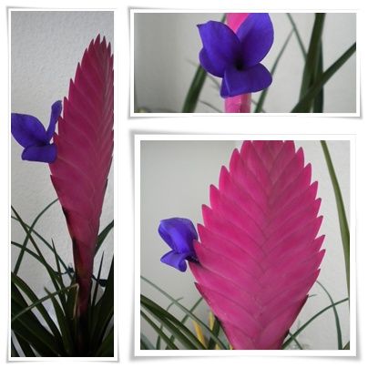 bromelia1.jpg