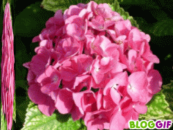bloggif_4bcb34d51cfab.gif