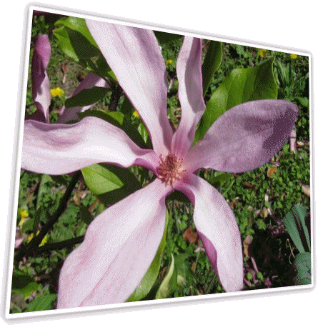 fleur-de-tulipier.gif