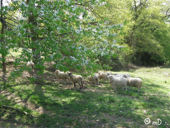 Moncla 7 moutons PK