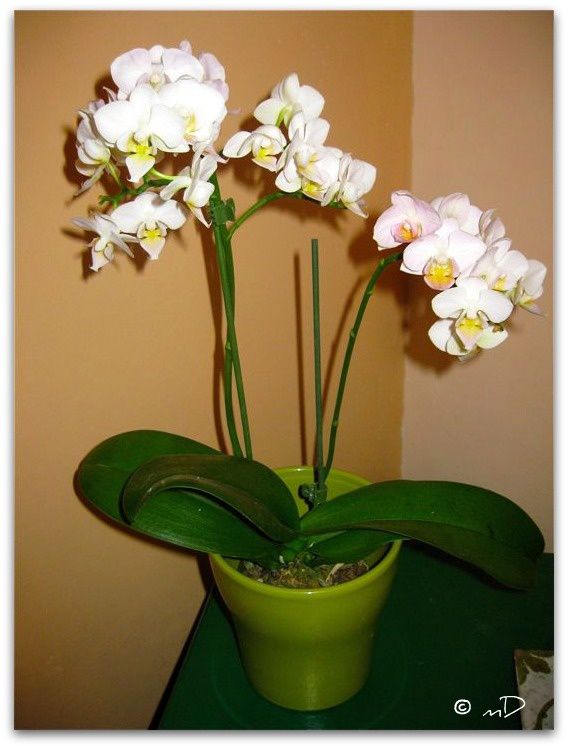 orchidée 6 nov 11 k