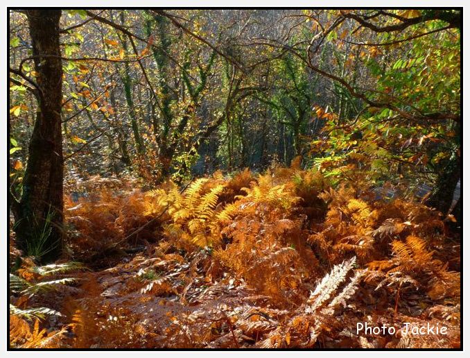 Automne Jackie