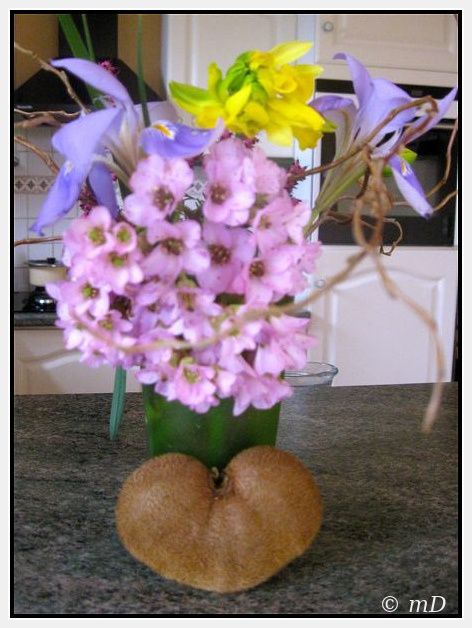 Kiwi coeur fleurs TW