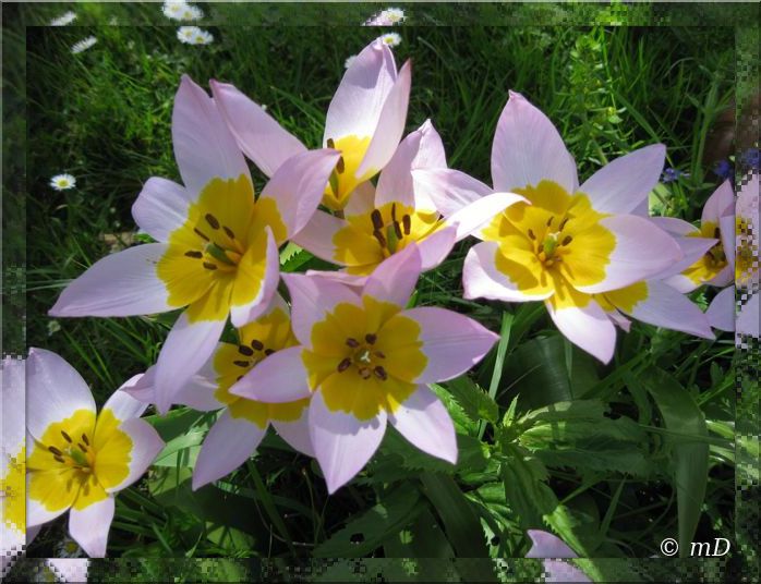 Tulipes bot en avril 13 TX