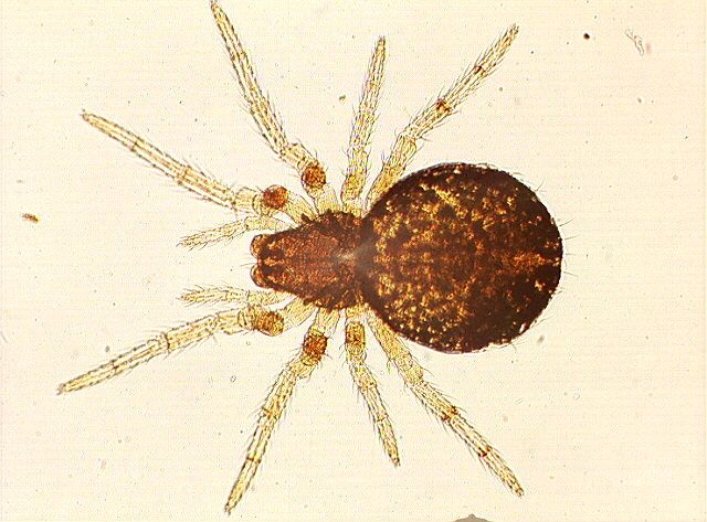 arachnide 00004385
