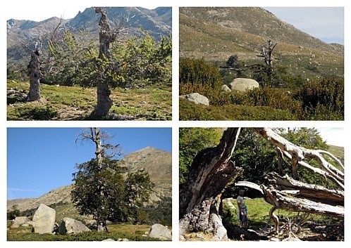Goria arbres