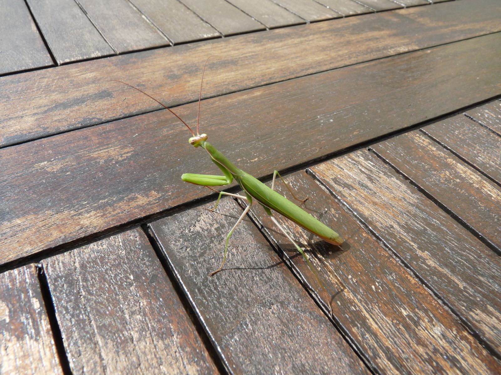 Mante verte