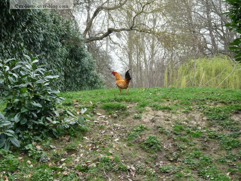 Printemps le coq p