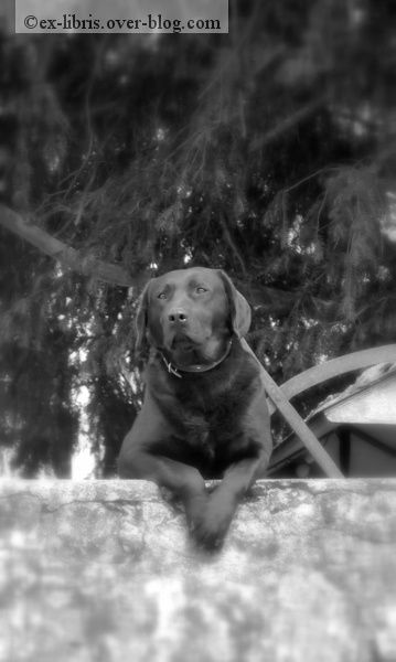inquiétante étrangeté chien