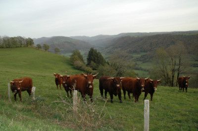 Blog de mariecaillou :LA CUISINE DE MAMIE CAILLOU, premiers son de cloches......cloches de vaches....vaches d'auvergne , naturellement !!!