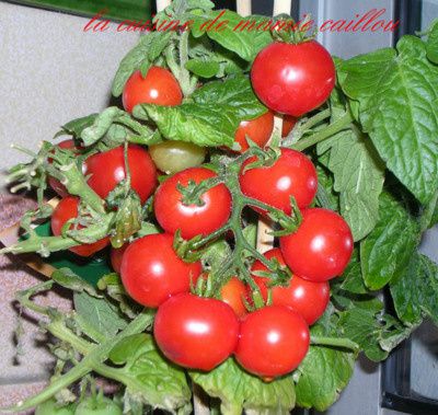 Blog de mariecaillou :LA CUISINE DE MAMIE CAILLOU, Tomates ...à la maison!