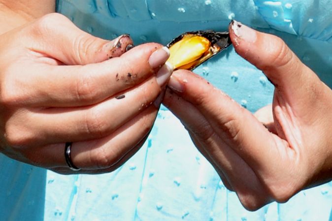 Eclade_de_moules_degustation.jpg