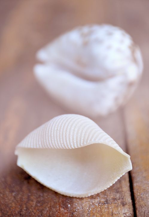Conchiglie