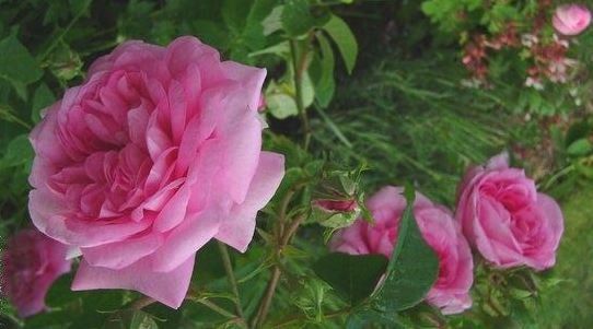Roses d'Ispahan (Internet)