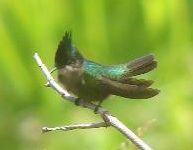 Ce petit colibri de Guadeloupe pour vous exprimer mes remerciementsr (Avril 20 09 DSC02030 - Album photos privé)