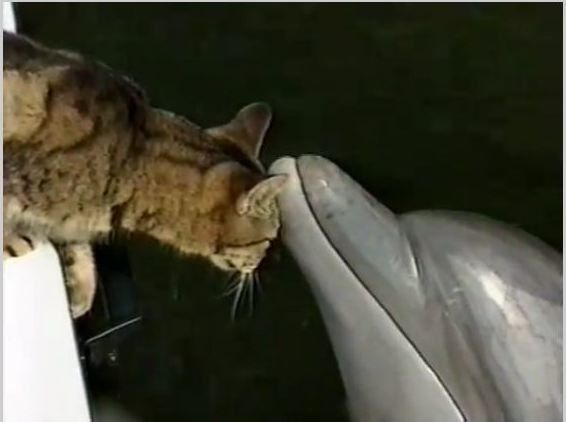 Cat-and-Dolphin.JPG