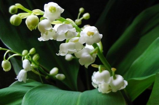 Muguet 2006