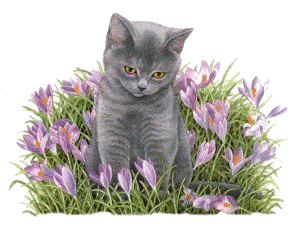 chats dans un tapis de fleurs