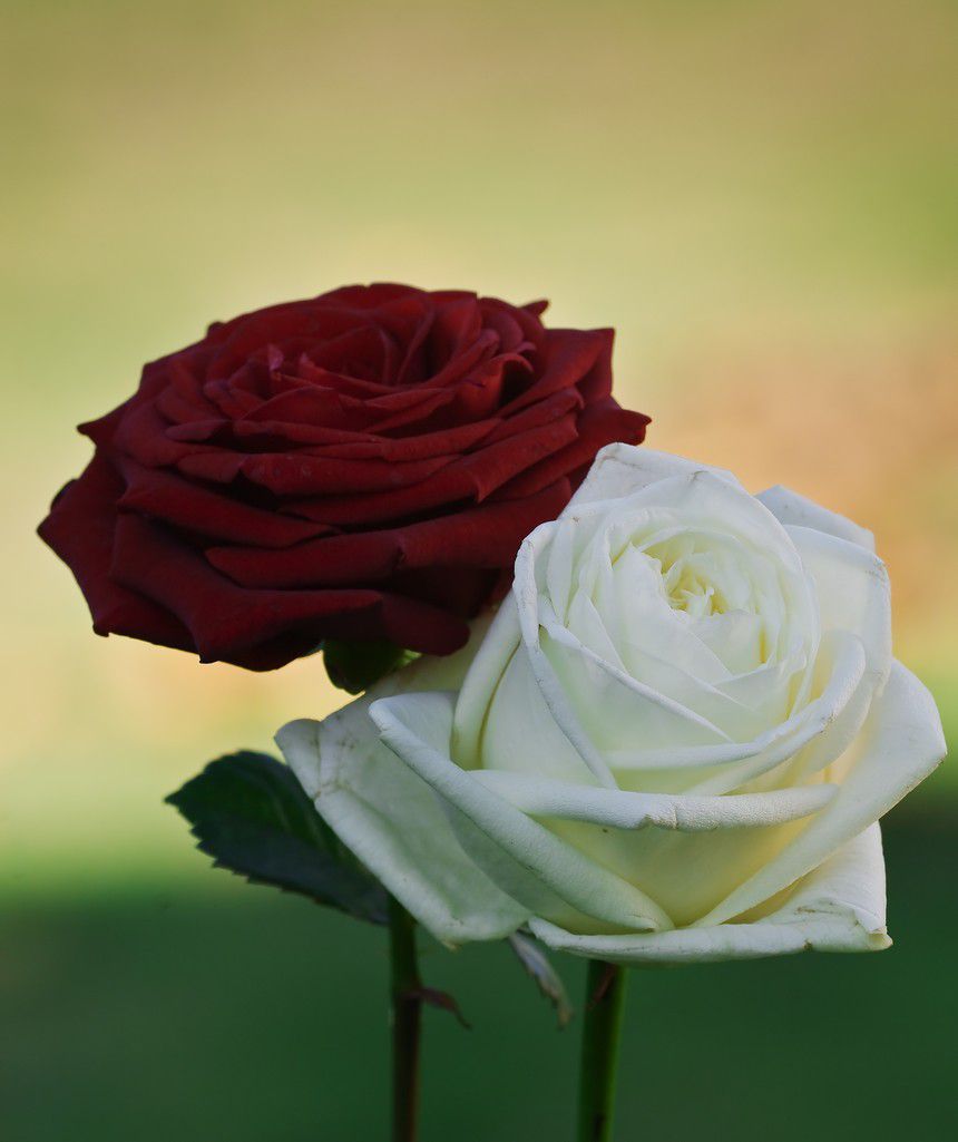Prendre une rose rouge avec une rose blanche .... - Le blog de Manu Photos  Pentax