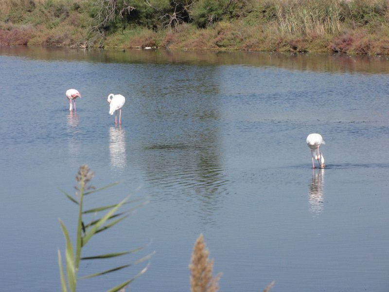 Balades-5-9993.JPG
