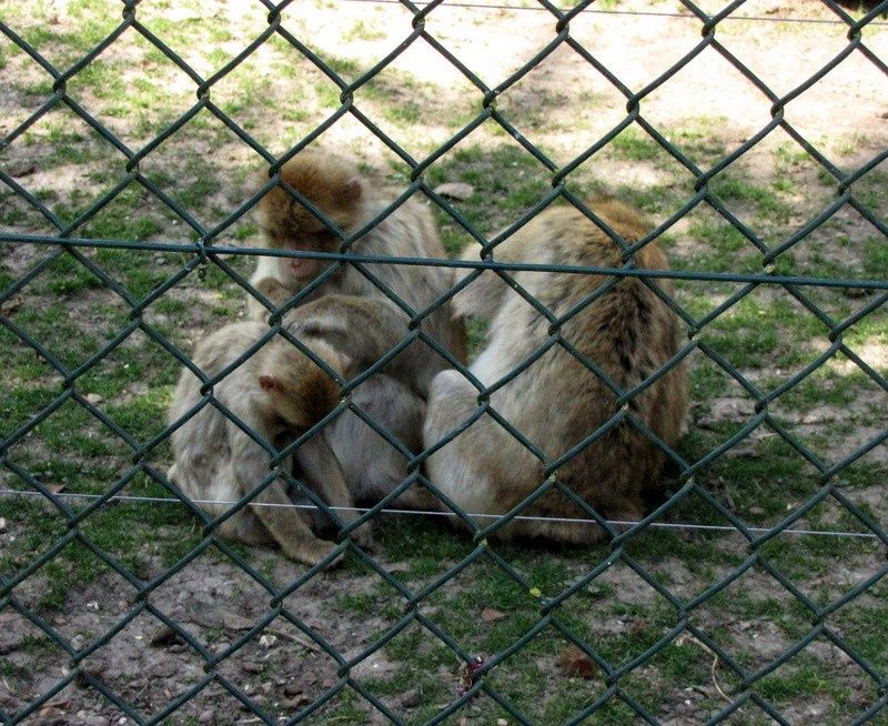 Beauval-1-4328.JPG