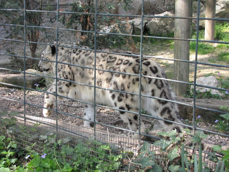 Beauval-1-4343.JPG