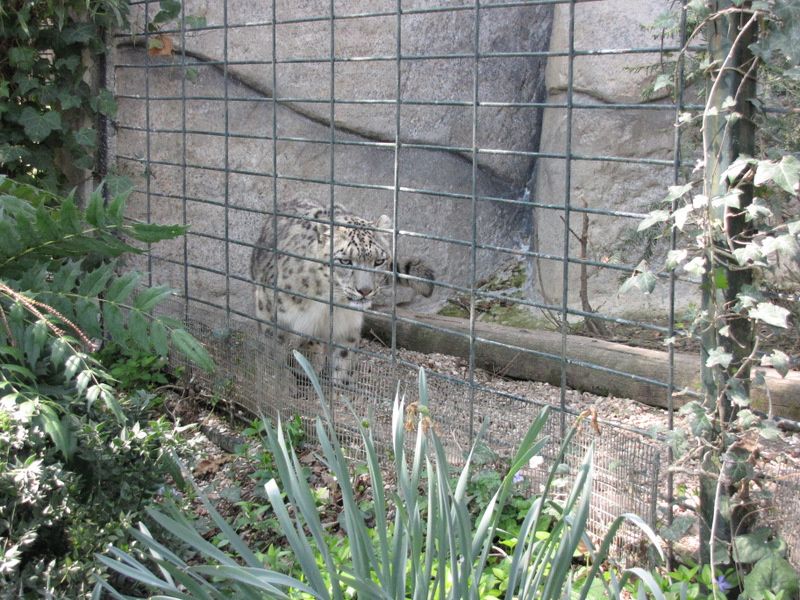 Beauval-1-4344.JPG