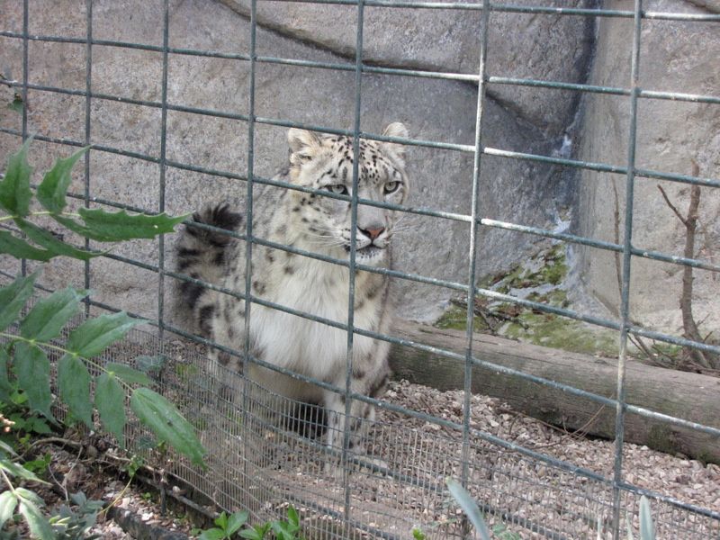 Beauval-1-4345.JPG