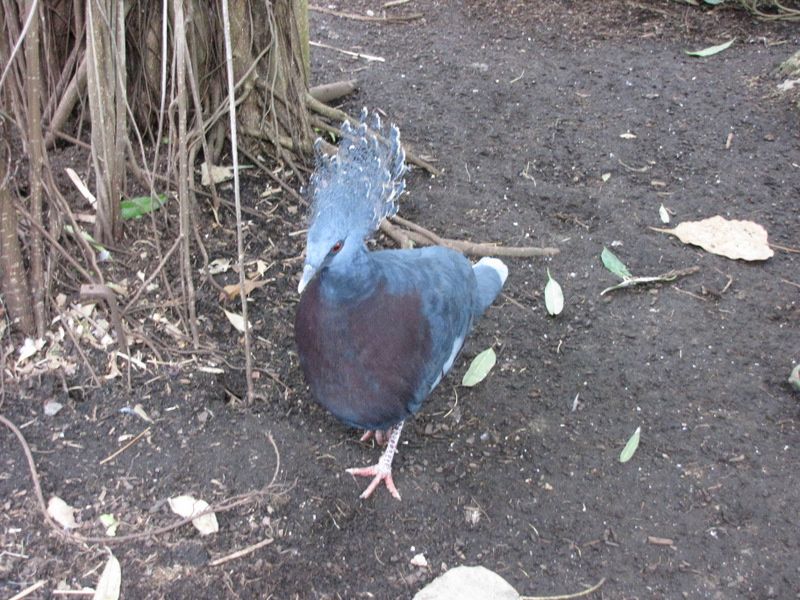 Beauval-1-4427.JPG