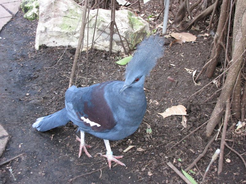 Beauval-1-4428.JPG