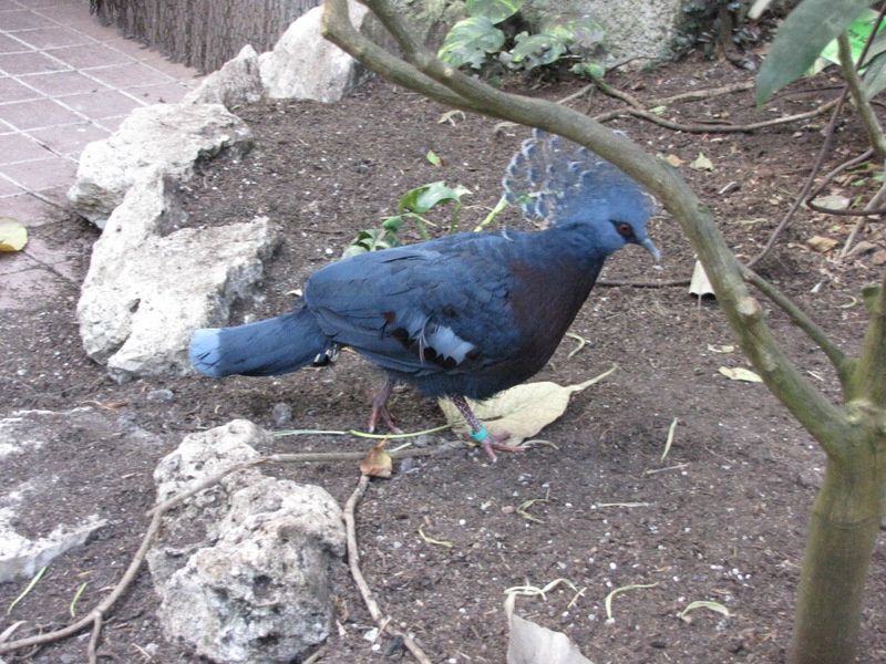 Beauval-1-4429.JPG