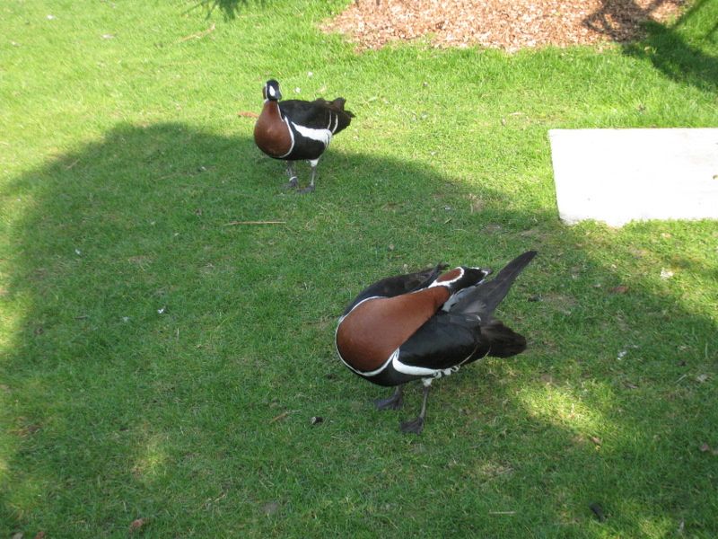 Beauval-1-4897.JPG