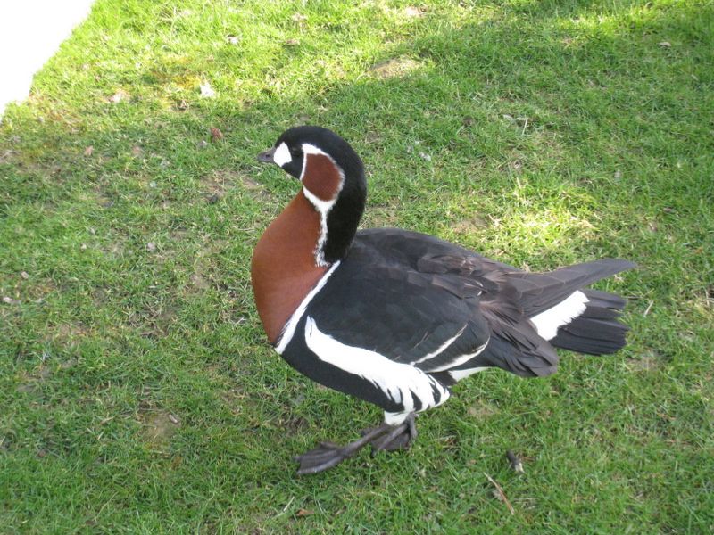 Beauval-1-4898.JPG