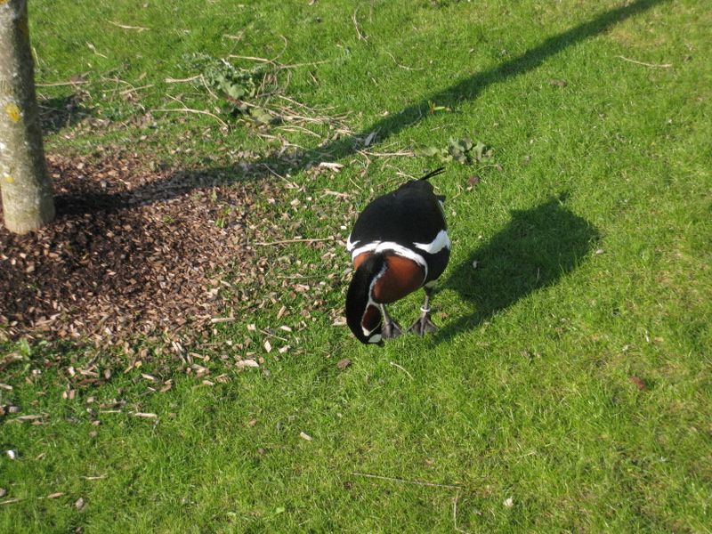 Beauval-1-4899.JPG