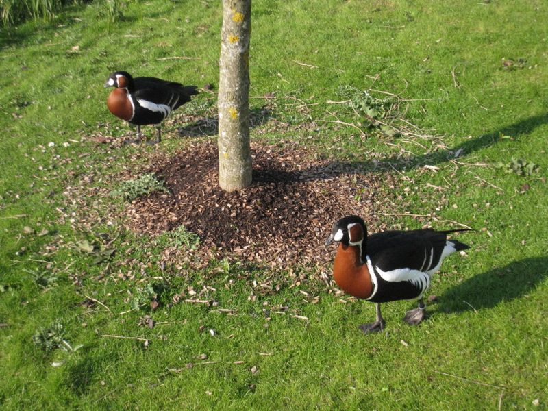 Beauval-1-4900.JPG