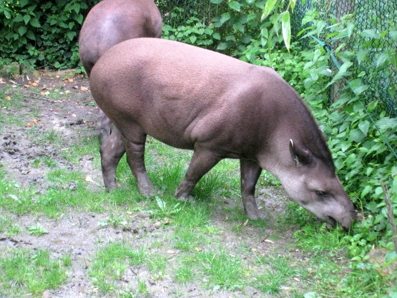 Beauval-2 8197