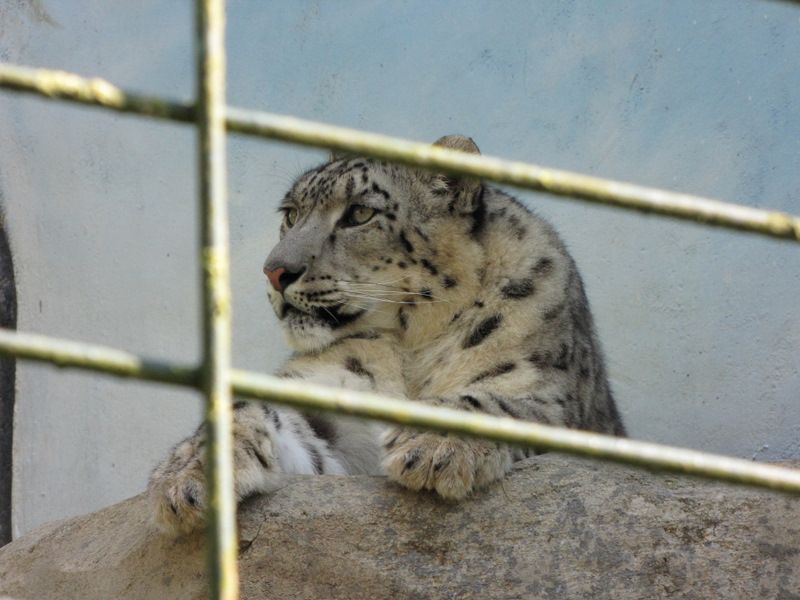 Beauval-3952.JPG