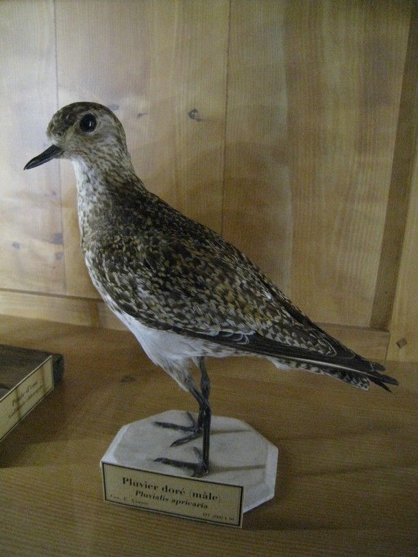 Chasse-1-1770.JPG
