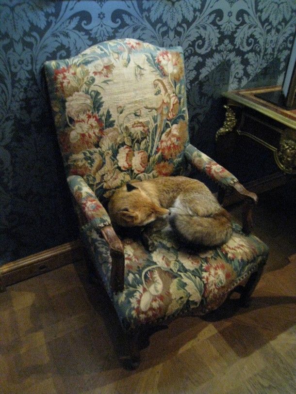 Chasse-2-1851.JPG