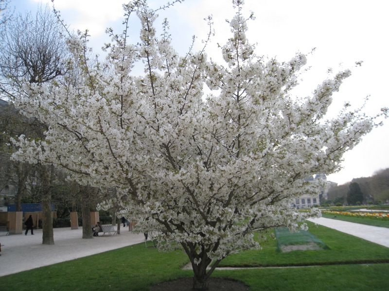 Jardins-des-plantes-4867.JPG