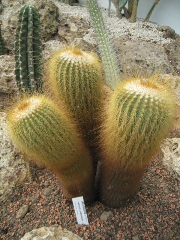 Jardins-des-plantes-6204.JPG
