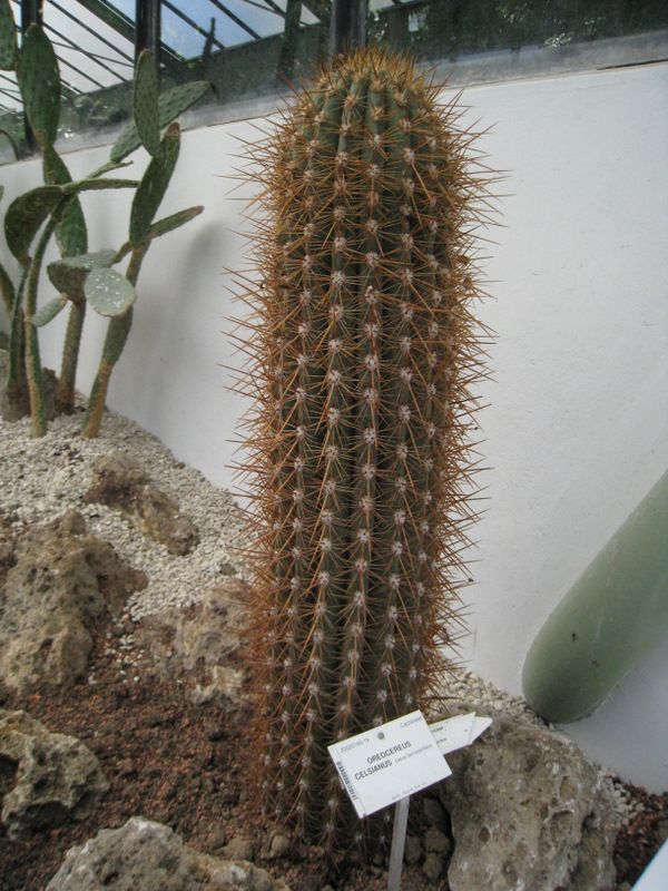 Jardins-des-plantes-6208.JPG