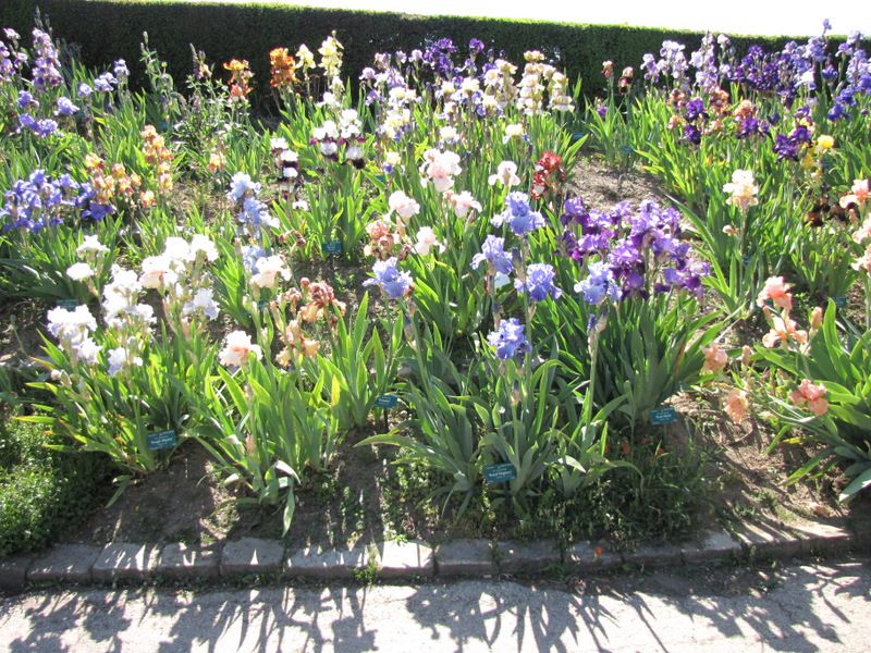 Parc-Floral-de-Vincennes--Paris-5061.JPG