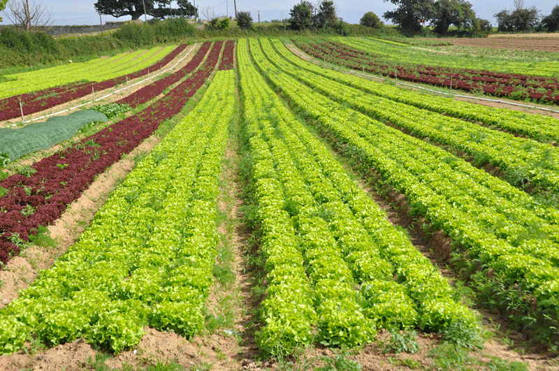 L'agriculture dans le Val de Saire (images de 2011) Retrouver les articles correspondants dans la catégorie "Agriculture"