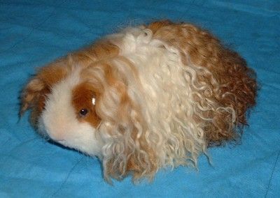 texel-guinea-pig